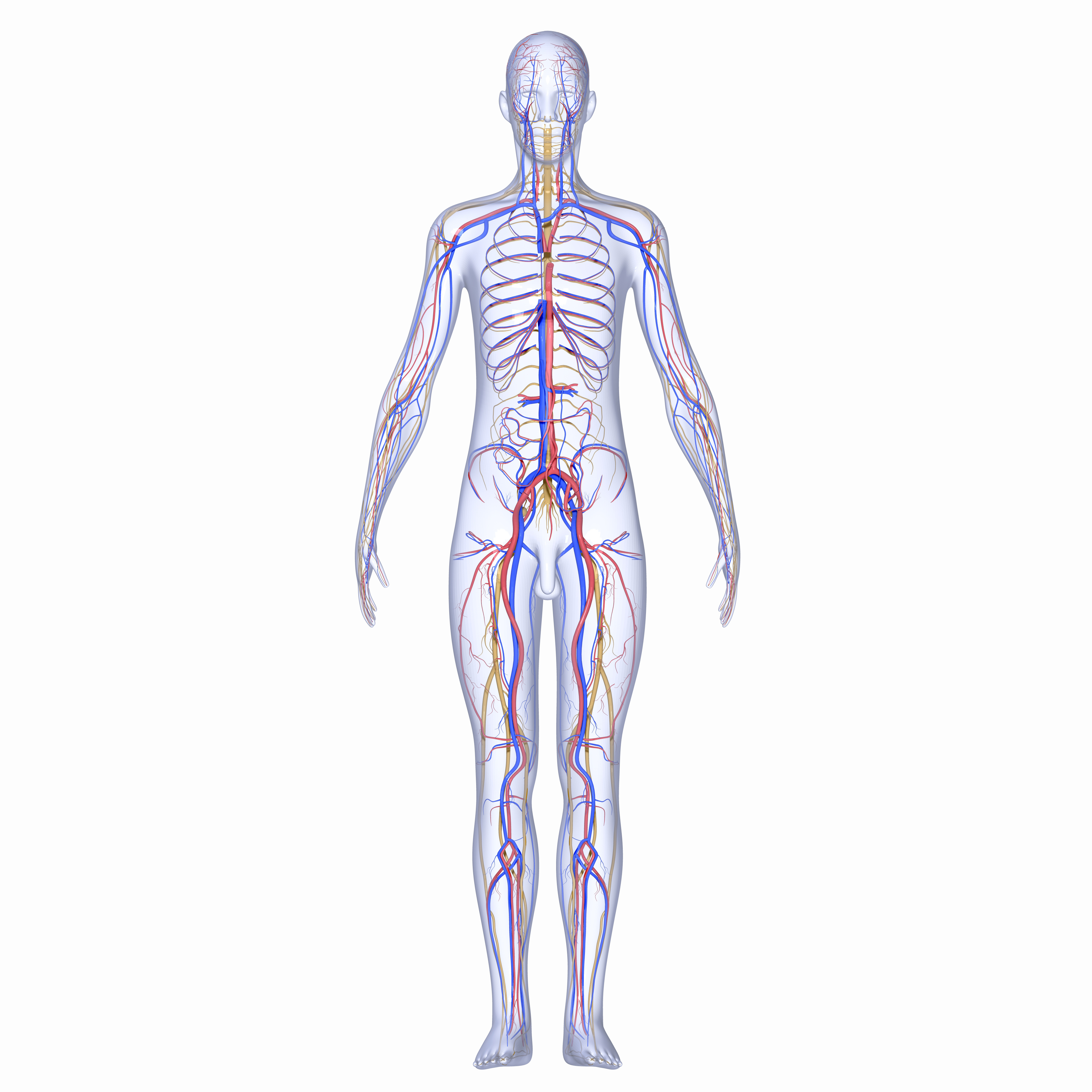 The Fascia is the body's major Sensory Organ with 250 million nerve receptors.